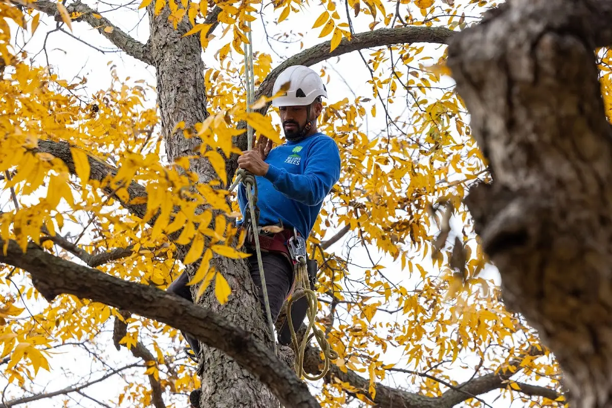 Skilled Storm Damage Cleanup crew working in Ringoes