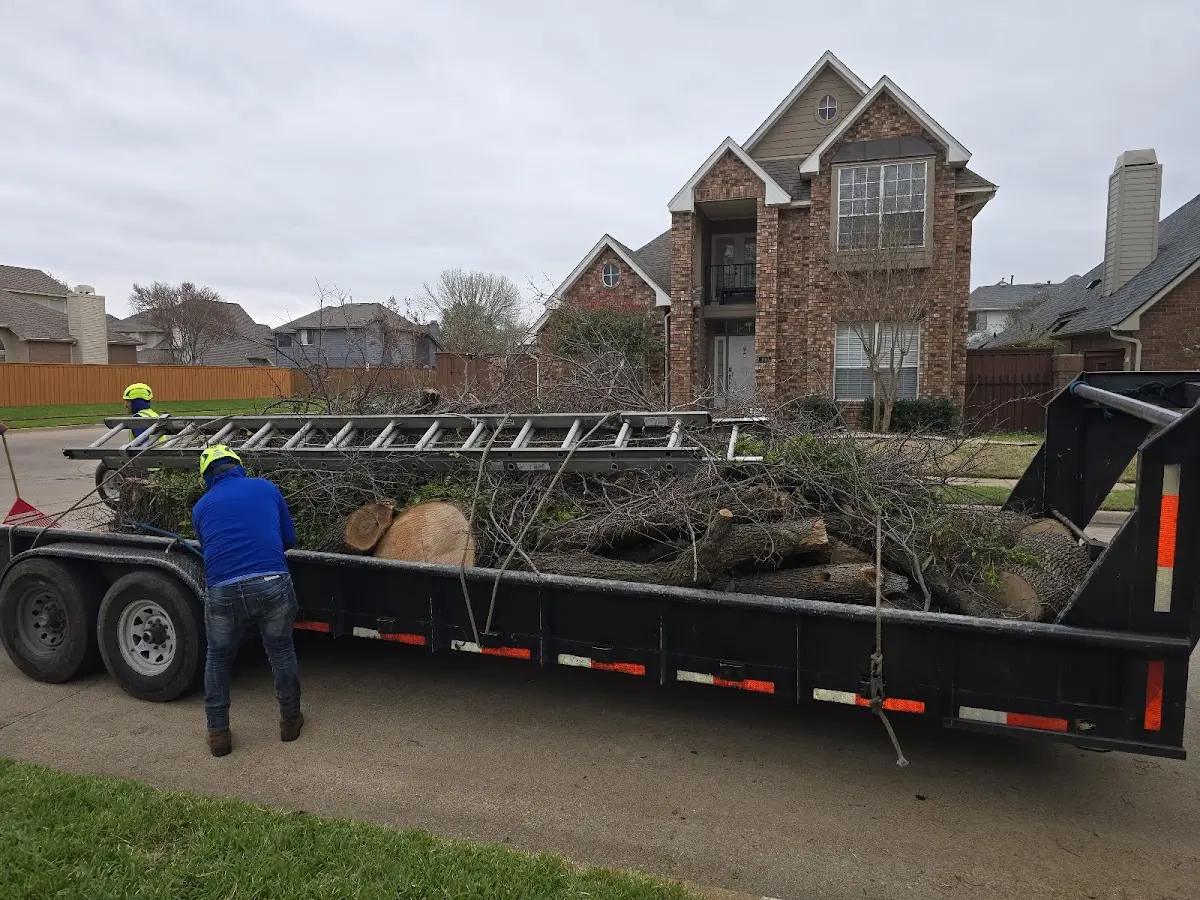Expert Tree Removal with proper safety equipment in Ringoes